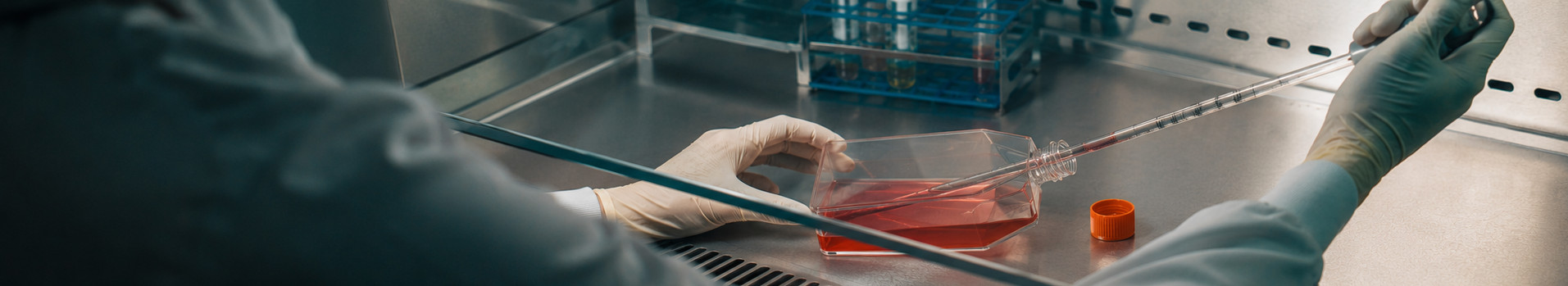 KI-generiertes Motivbild: behandschuhte Hände pipettieren in eine Schale mit rotem Kulturmedium