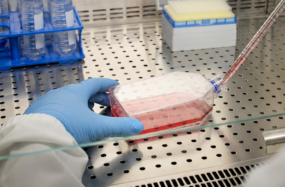 KI-generiertes Motivbild: behandschuhte Hände pipettieren in eine Schale mit rotem Kulturmedium